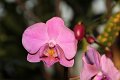 Phalaenopsis   097